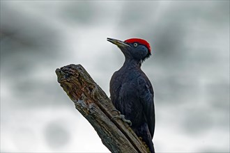 Black woodpecker