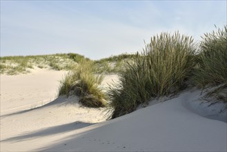 Foredunes at the beach section Nebel
