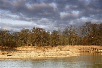 Gravel bank in the Mulde River near Dessau-Rosslau