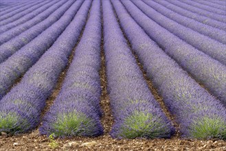 Rows of flowering lavender stretching to the horizon