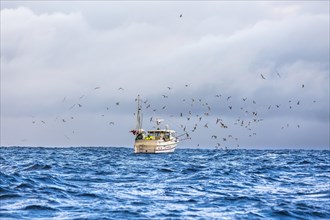 Fishing boat with flock of Seagulls