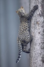 Indian indian leopard