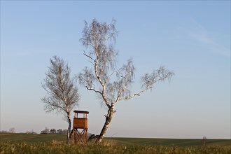 Two birch trees with hunting pulpit in the Peene Valley River Landscape nature Park