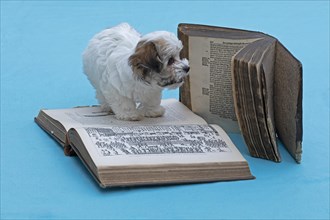 Bolonka Zwetna puppy with old books