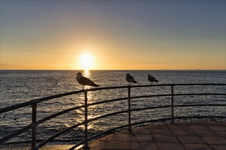 Three seagulls on a railing