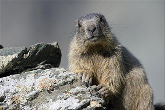 Alpine marmot