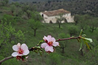 Late almond blossom with Andalusian country house