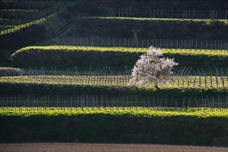 Vineyards and blossoming almond tree in spring