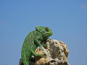 Mediterranean chameleon