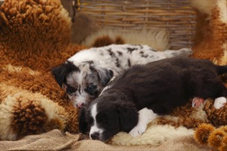 Miniature Australian Shepherd