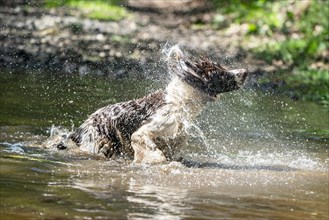 Hunting dog shakes water