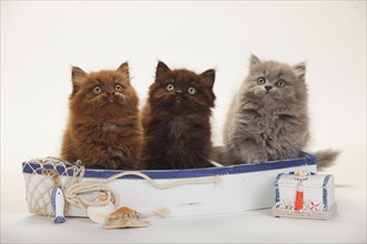 British longhair