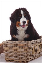 Bernese Mountain Dog