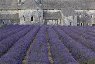 Cistercian abbey with lavender field