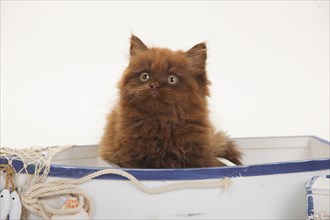 British longhair