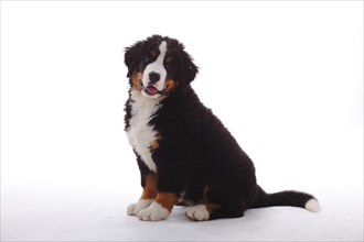 Bernese Mountain Dog