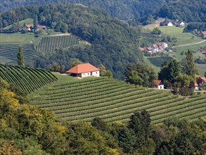 Hilly landscape with vineyards near Kitzeck im Sausal