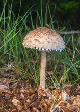 Parasol or parasol mushroom