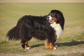 Bernese Mountain Dog