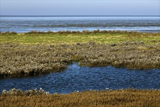 Salt marshes and North Sea