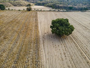 Aerial trees i a dry field