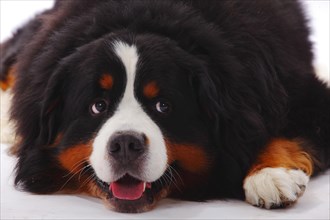 Bernese Mountain Dog