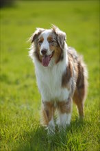 Australian Shepherd