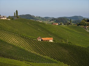 Typical landscape with vineyards in the South Styrian hilly landscape