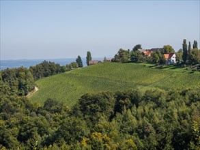 Hilly landscape with vineyards near Kitzeck im Sausal