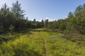 Firebreak with trail through local pine forest in dune area