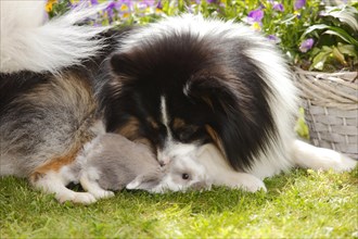Mixed breed dog and dwarf ram rabbit