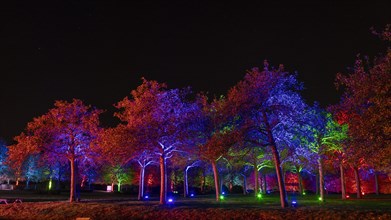 Autumn Lights in the Bridgehead Park