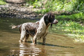 Hunting dog in the water