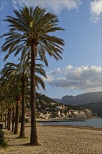 Palm trees on the promenade of Port de Soller