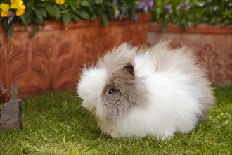 Teddy dwarf rabbit