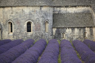 Cistercian abbey with lavender field