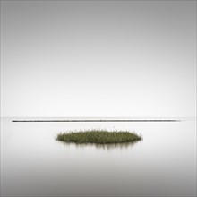 Seagrass meadows on the mudflats in the Schleswig-Holstein Wadden Sea National Park