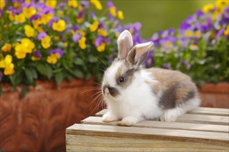 Dwarf ram rabbit