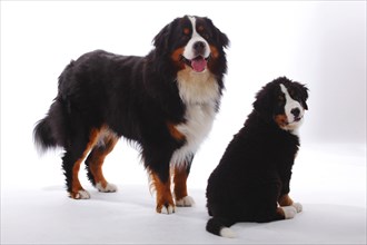 Bernese Mountain Dog