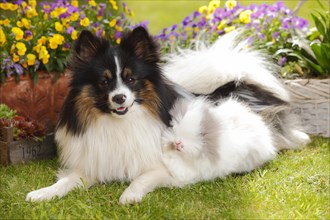 Mixed breed dog and teddy dwarf rabbit