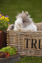 Teddy dwarf rabbit