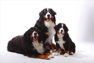 Bernese Mountain Dog