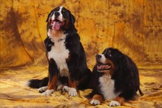 Bernese Mountain Dog