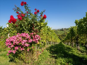 Vineyard with vines