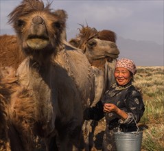 Happy shepherd milking camels