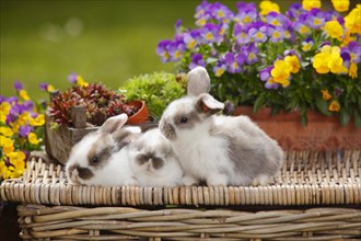 Dwarf ram rabbits