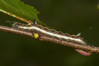 Caterpillar of an gray dagger