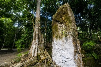 Unesco world heritage site Calakmul