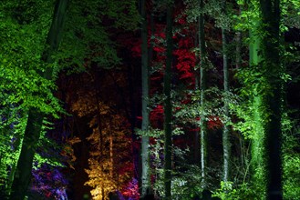 Autumn Lights in the Bridgehead Park