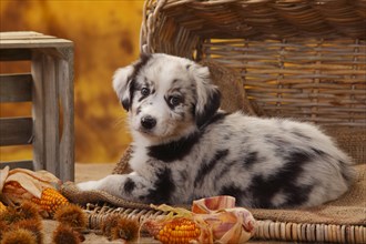 Miniature Australian Shepherd